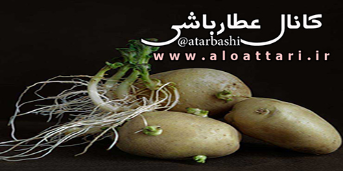 shutterstock_123714211-potatoes-vinod-k-pillai